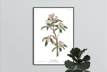Load image into Gallery viewer, Cuvier&#39;s Regulus Print by John Audubon