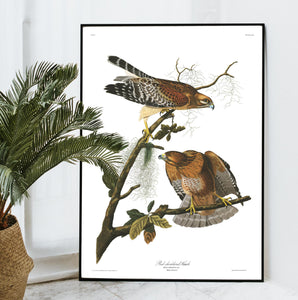 Red-Sholdered Hawk Print by John Audubon