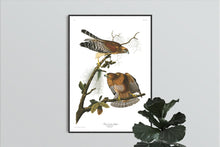 Load image into Gallery viewer, Red-Sholdered Hawk Print by John Audubon