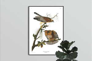 Red-Sholdered Hawk Print by John Audubon