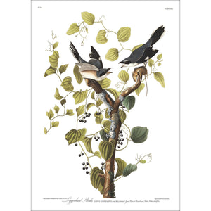 Loggerhead Shrike Print by John Audubon