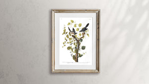 Loggerhead Shrike Print by John Audubon
