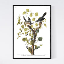 Load image into Gallery viewer, Loggerhead Shrike Print by John Audubon