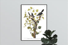 Load image into Gallery viewer, Loggerhead Shrike Print by John Audubon