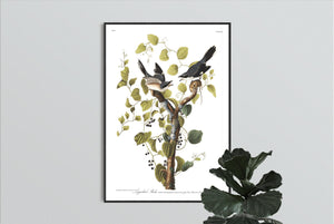 Loggerhead Shrike Print by John Audubon