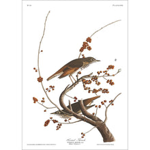 Load image into Gallery viewer, Hermit Thrush Print by John Audubon