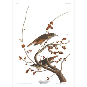 Hermit Thrush Print by John Audubon