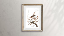 Load image into Gallery viewer, Hermit Thrush Print by John Audubon