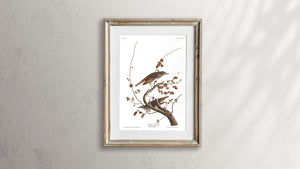 Hermit Thrush Print by John Audubon