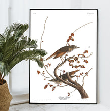Load image into Gallery viewer, Hermit Thrush Print by John Audubon
