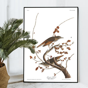 Hermit Thrush Print by John Audubon