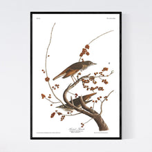 Load image into Gallery viewer, Hermit Thrush Print by John Audubon