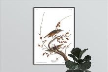 Load image into Gallery viewer, Hermit Thrush Print by John Audubon