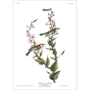 Chestnut-Sided Warbler Print by John Audubon