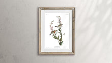 Load image into Gallery viewer, Chestnut-Sided Warbler Print by John Audubon