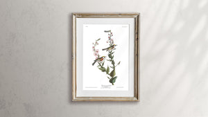 Chestnut-Sided Warbler Print by John Audubon