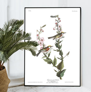 Chestnut-Sided Warbler Print by John Audubon
