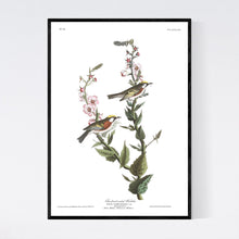Load image into Gallery viewer, Chestnut-Sided Warbler Print by John Audubon