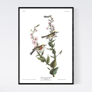 Chestnut-Sided Warbler Print by John Audubon
