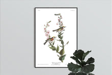Load image into Gallery viewer, Chestnut-Sided Warbler Print by John Audubon