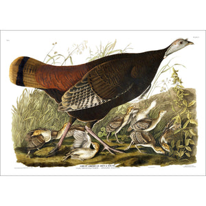Great American Hen and Young Print by John Audubon
