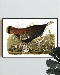 Great American Hen and Young Print by John Audubon