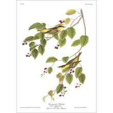 Load image into Gallery viewer, Carbonated Warbler Print by John Audubon