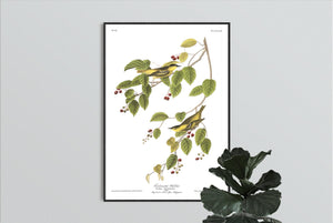 Carbonated Warbler Print by John Audubon