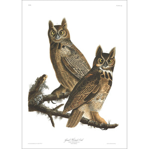 Great Horned Owl Print by John Audubon