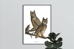Great Horned Owl Print by John Audubon