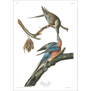 Passenger Pigeon Print by John Audubon