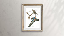 Load image into Gallery viewer, Passenger Pigeon Print by John Audubon