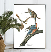 Load image into Gallery viewer, Passenger Pigeon Print by John Audubon