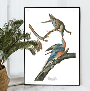 Passenger Pigeon Print by John Audubon