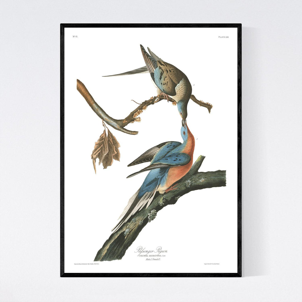 Passenger Pigeon Print by John Audubon