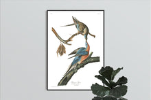 Load image into Gallery viewer, Passenger Pigeon Print by John Audubon