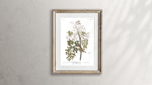 Load image into Gallery viewer, White-Eyed Flycatcher or Vireo Print by John Audubon