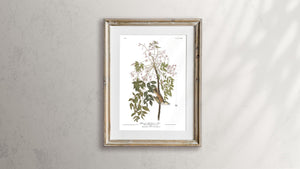 White-Eyed Flycatcher or Vireo Print by John Audubon