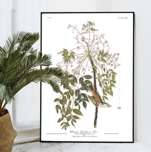 Load image into Gallery viewer, White-Eyed Flycatcher or Vireo Print by John Audubon