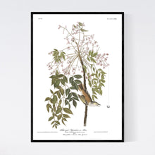 Load image into Gallery viewer, White-Eyed Flycatcher or Vireo Print by John Audubon