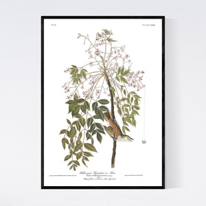 White-Eyed Flycatcher or Vireo Print by John Audubon