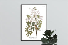 Load image into Gallery viewer, White-Eyed Flycatcher or Vireo Print by John Audubon