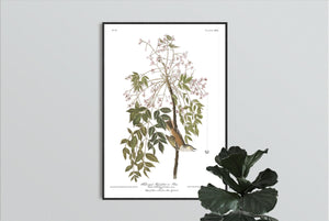 White-Eyed Flycatcher or Vireo Print by John Audubon