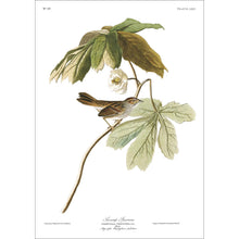 Load image into Gallery viewer, Swamp Sparrow Print by John Audubon