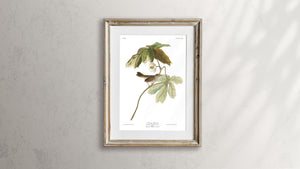 Swamp Sparrow Print by John Audubon