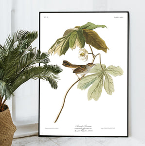 Swamp Sparrow Print by John Audubon