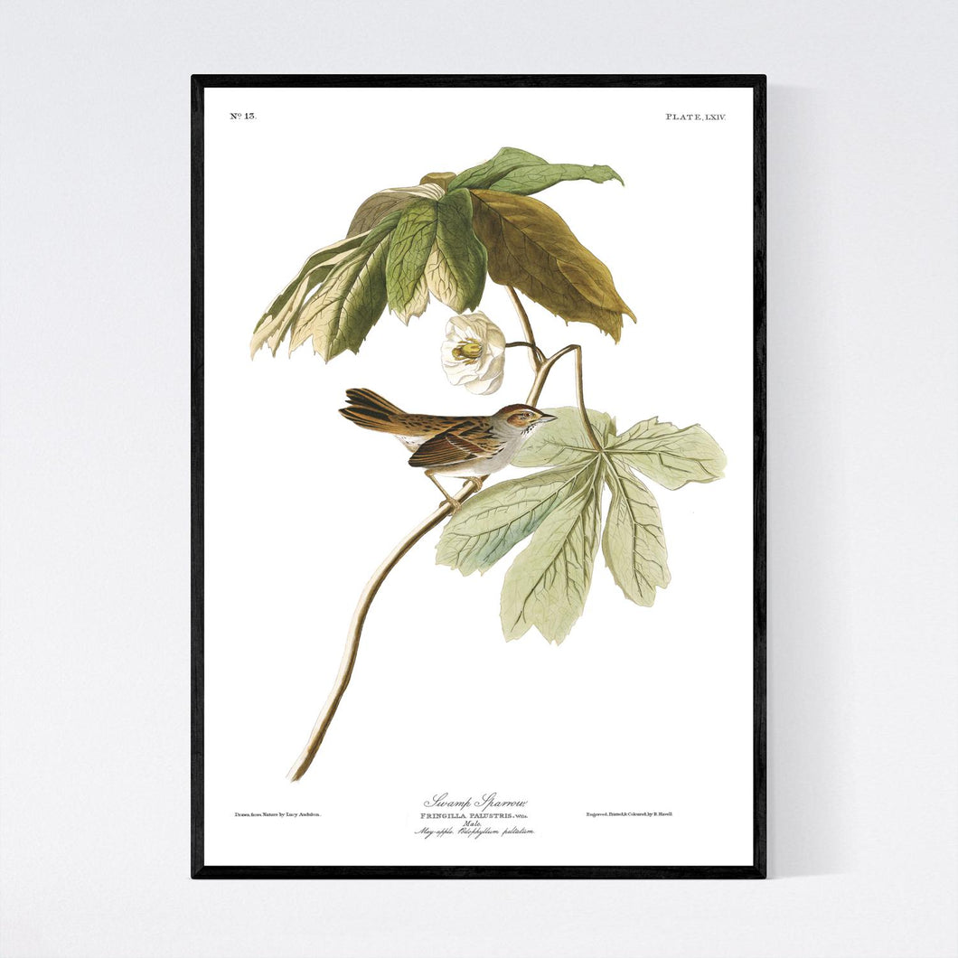 Swamp Sparrow Print by John Audubon