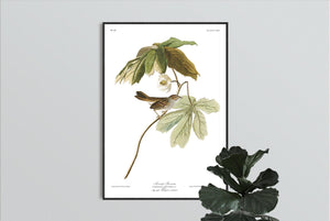 Swamp Sparrow Print by John Audubon