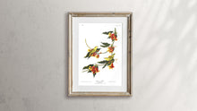 Load image into Gallery viewer, Rathbone Warbler Print by John Audubon