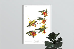 Rathbone Warbler Print by John Audubon